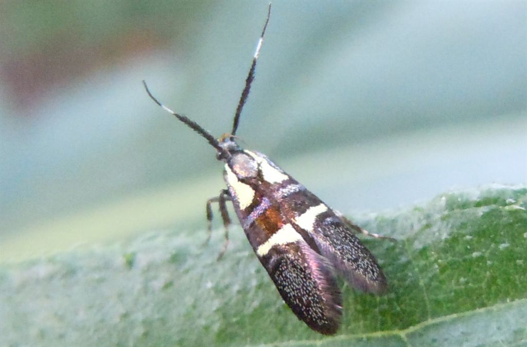 Dasycera oliviella